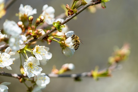 Biene auf Kirschblüte