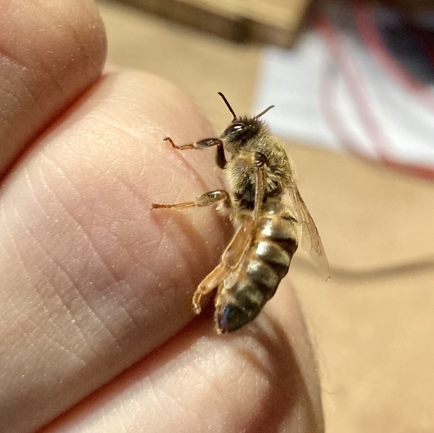 frisch geschlüpfte Königin